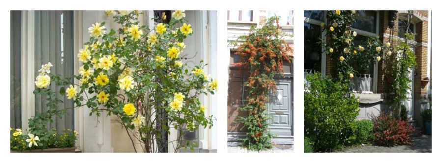 Klimplanten met dorens aan de gevel zijn verboden Klimplanten met dorens aan de gevel zijn verboden